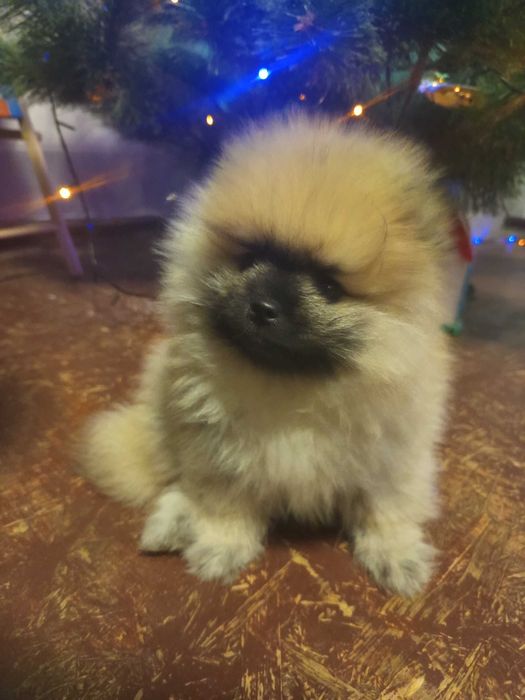 Пухнастий хлопчик поміранського шпіца