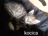 pięć kotków szuka domu