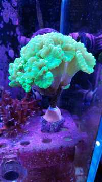 !!! Akwarium morskie Caulastrea furcata zielona fluo Duża kolonia!!!