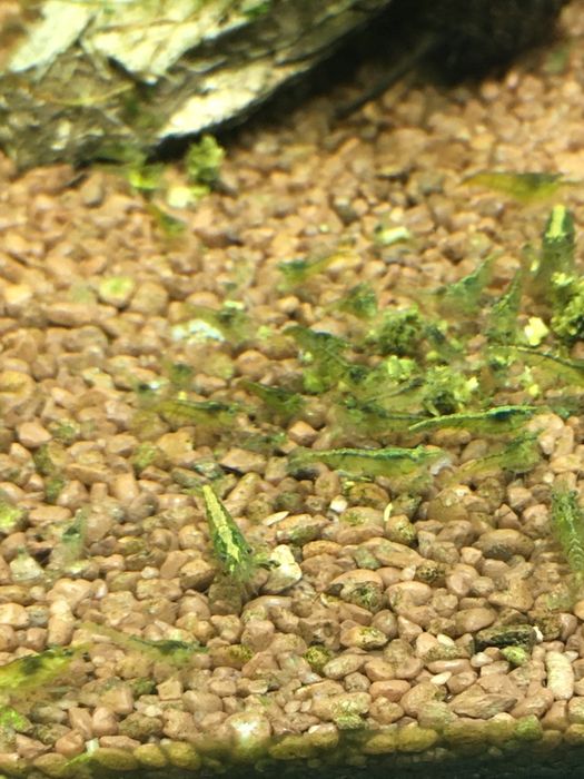 Krewetki green jade