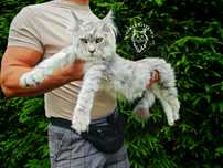 Kotka Maine Coon