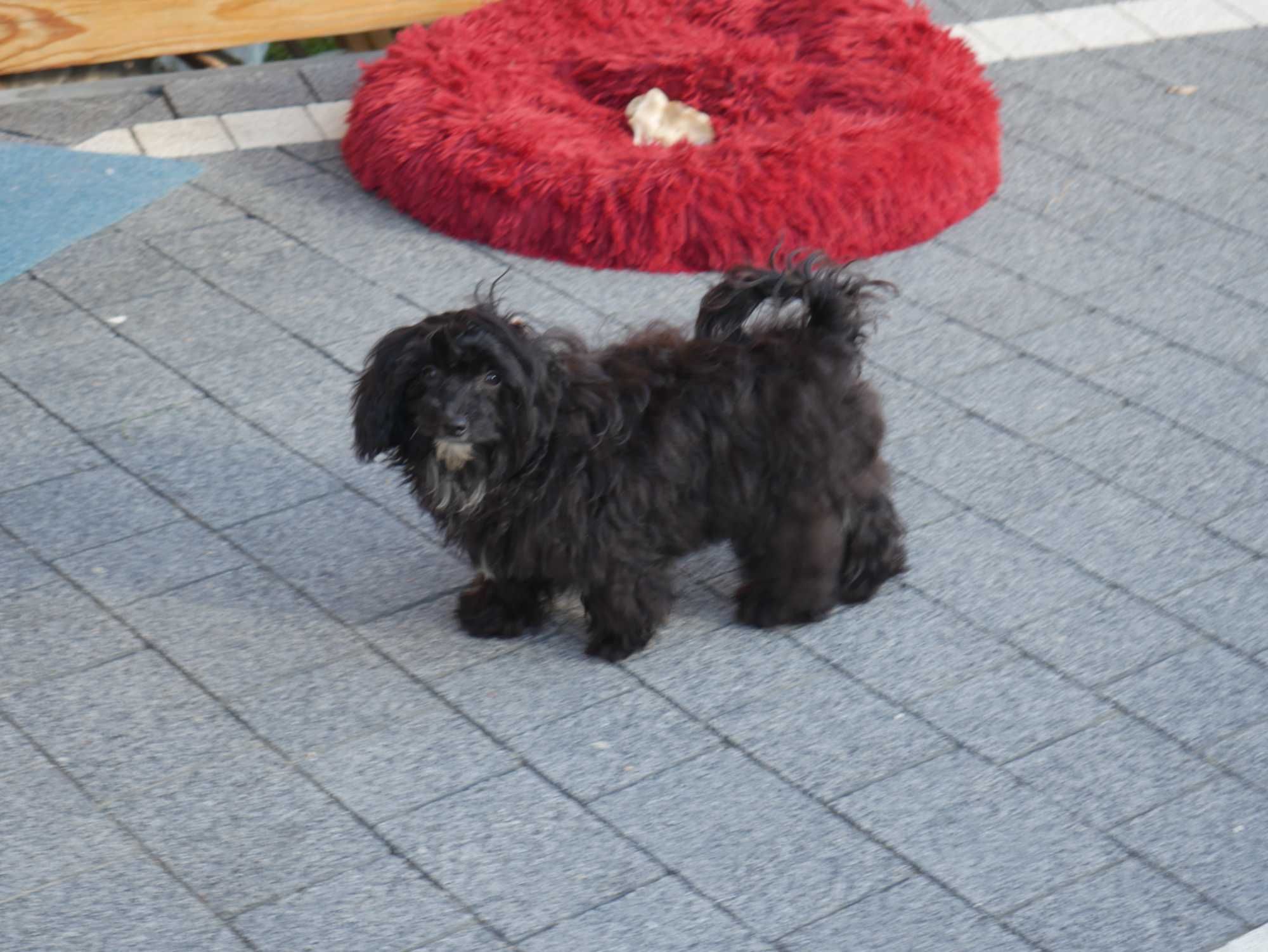 Maltipoo  Ostatni pies