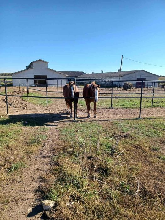 Продається кобила