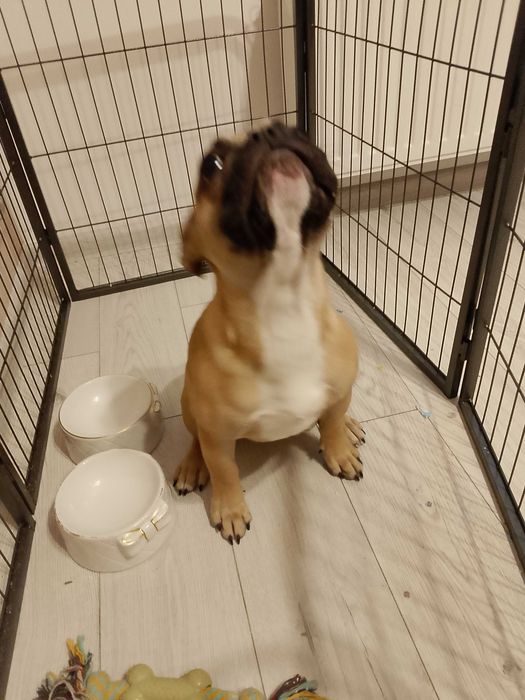 Buldog francuski
