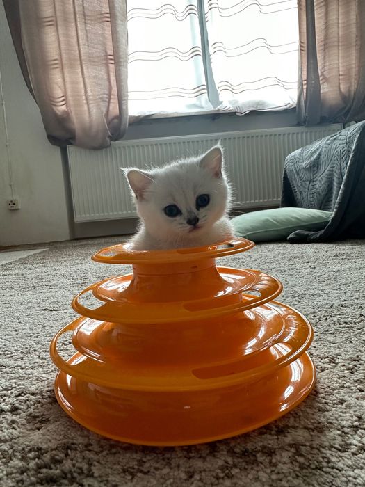 Британский кот на вязку с отличной родословной.