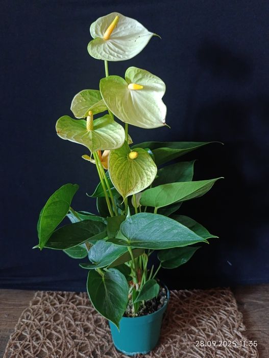 Антуріум ,, Vanilla,,