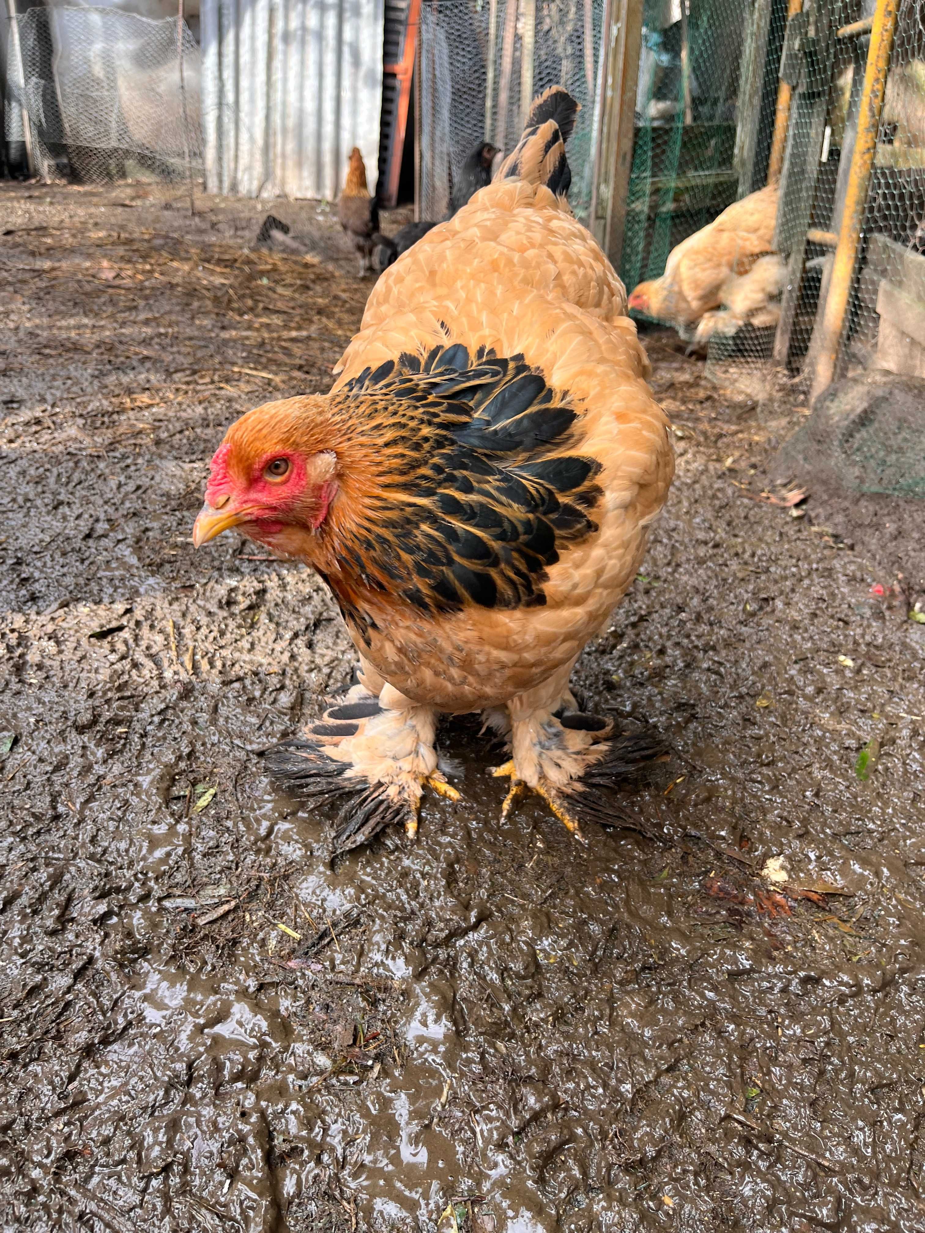 BRAHMA BUFF (ovos e aves)