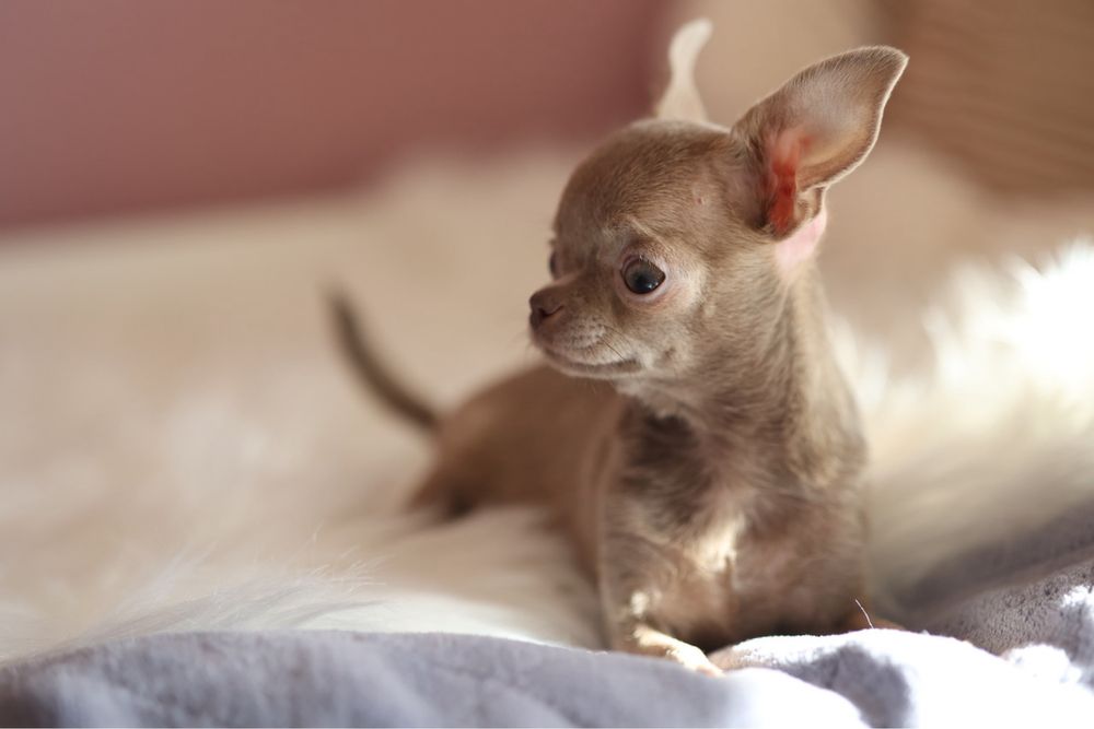 ***Mini dziewczynka** Chihuahua **xxxxs***