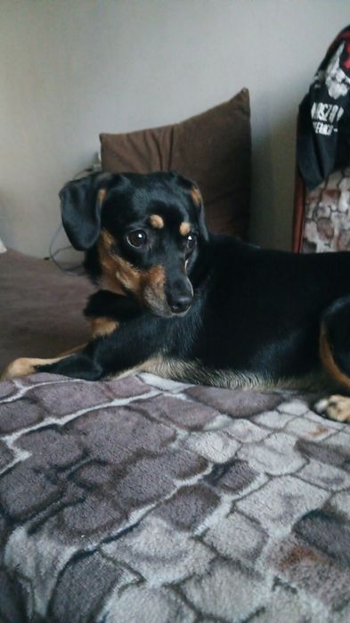 psy sanok mają ponad rok do oddania razem