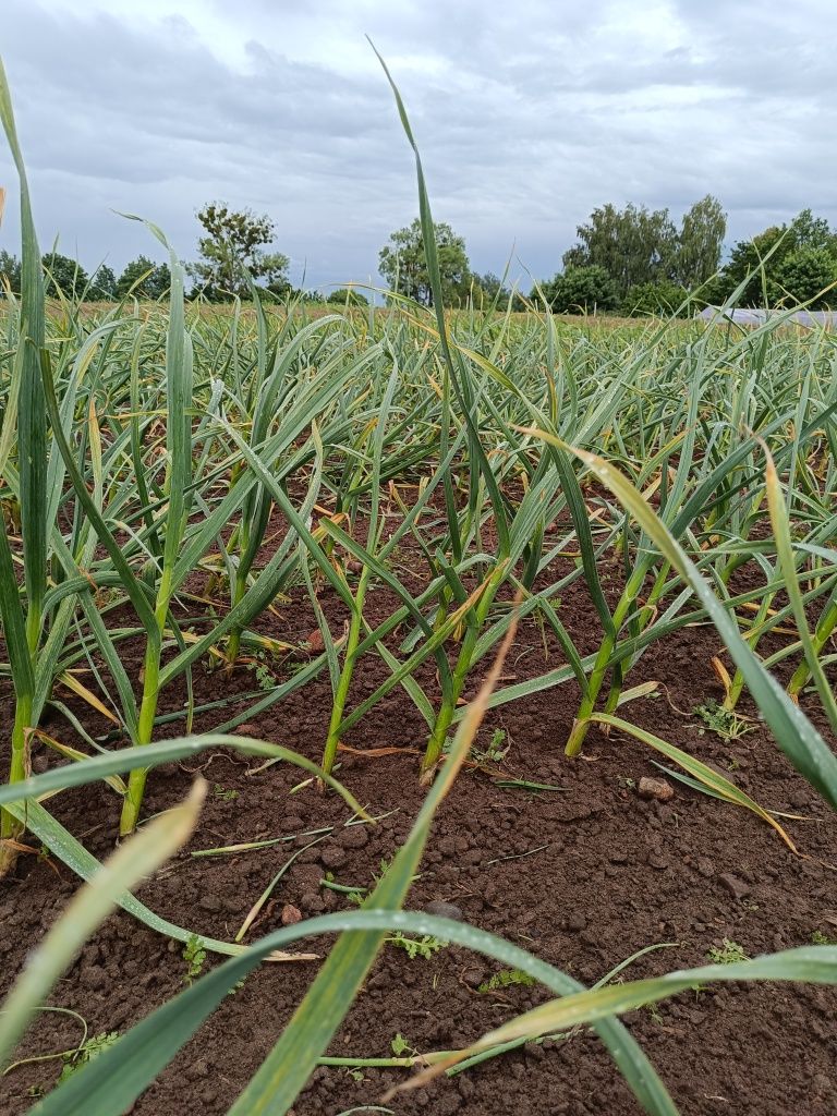 Czosnek LUBASZA – naturalna uprawa, świeży zbiór 2025!