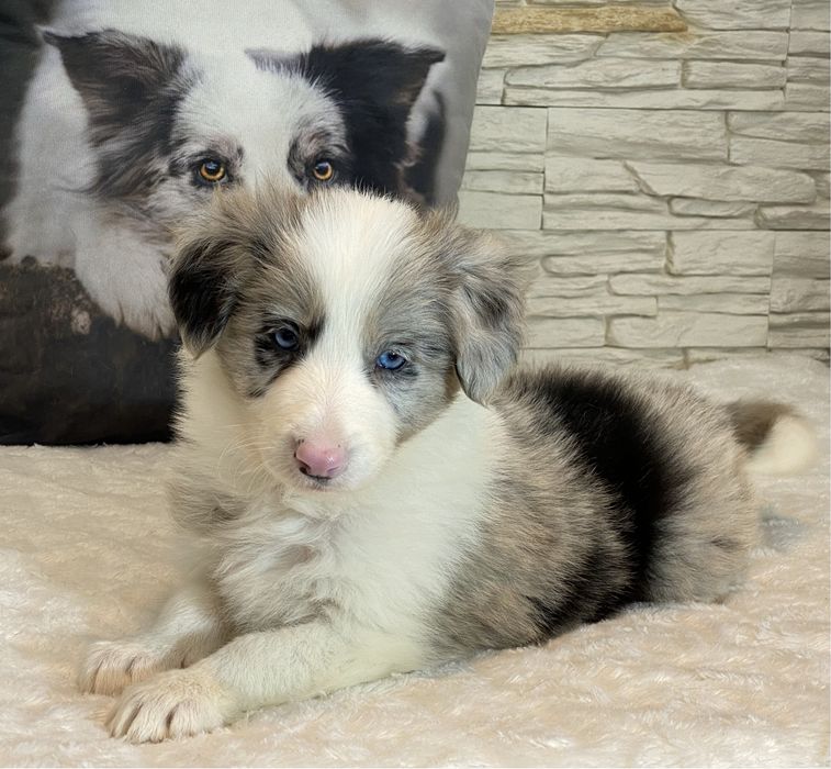 Border Collie dziewczynka DAKOTA