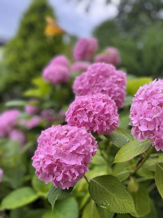 Хаутюнія кампсис ліана Гортензія  хоста бадан заячі вушка аконіт м'ята