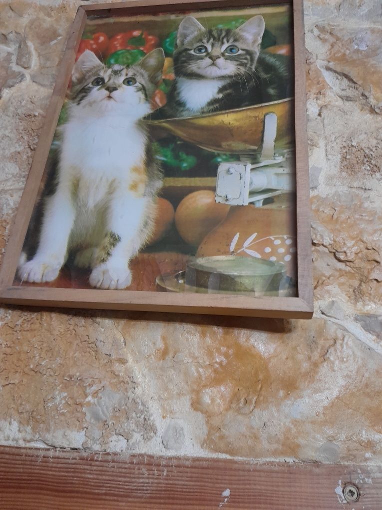 Quadro rustico com gatos / moldura em madeira