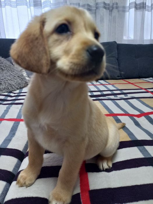 Цуценята лабрадори