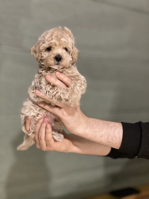 Міні красунчик мальтипу