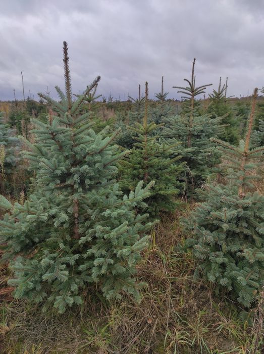 Świerki bożonarodzeniowe