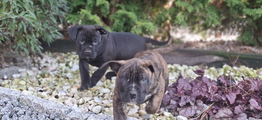 Piesek amstaff z dokumentami