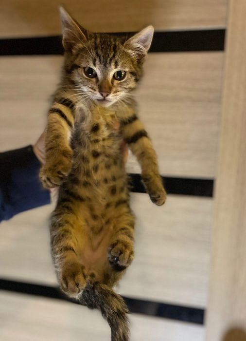 Котята( в хорошие руки)