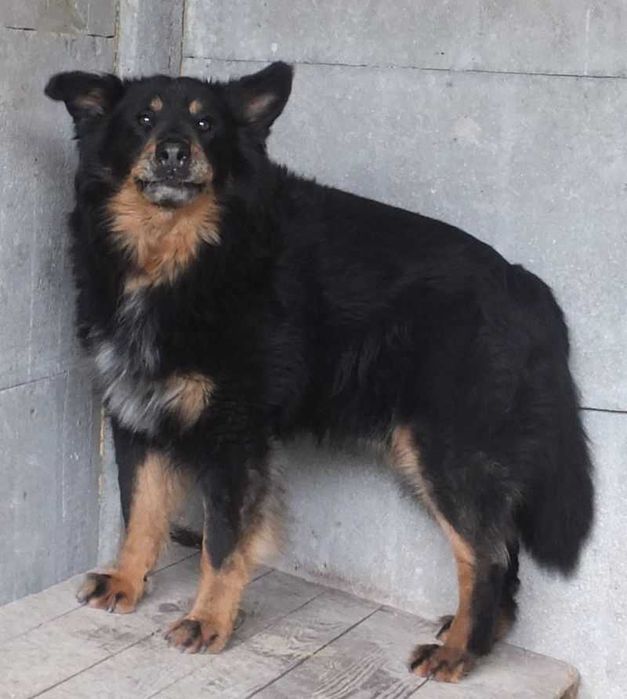 MAJRO pies duży,stróż,czarny podp, w typie on z charakterem do adopcji