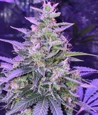 Amnesia Haze Auto 20szt Nasiona Marihuany Feminizowane outdoor THC