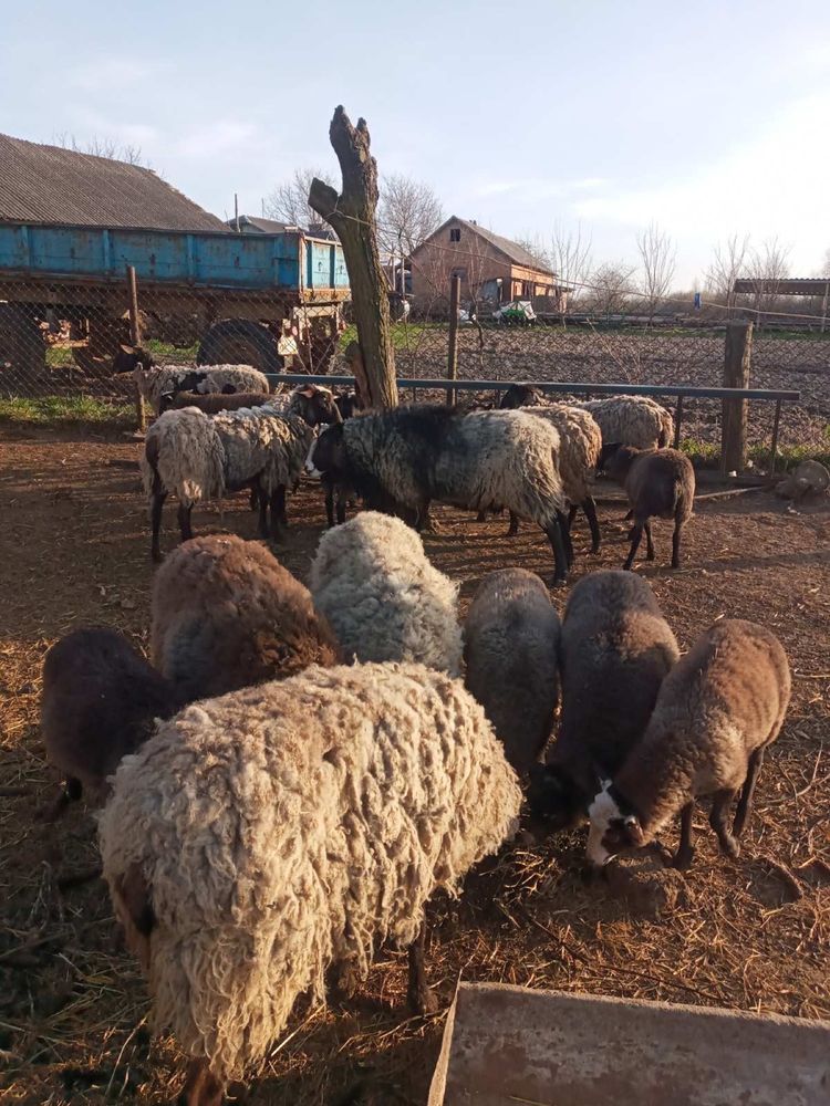 Продам вівці Романівської породи