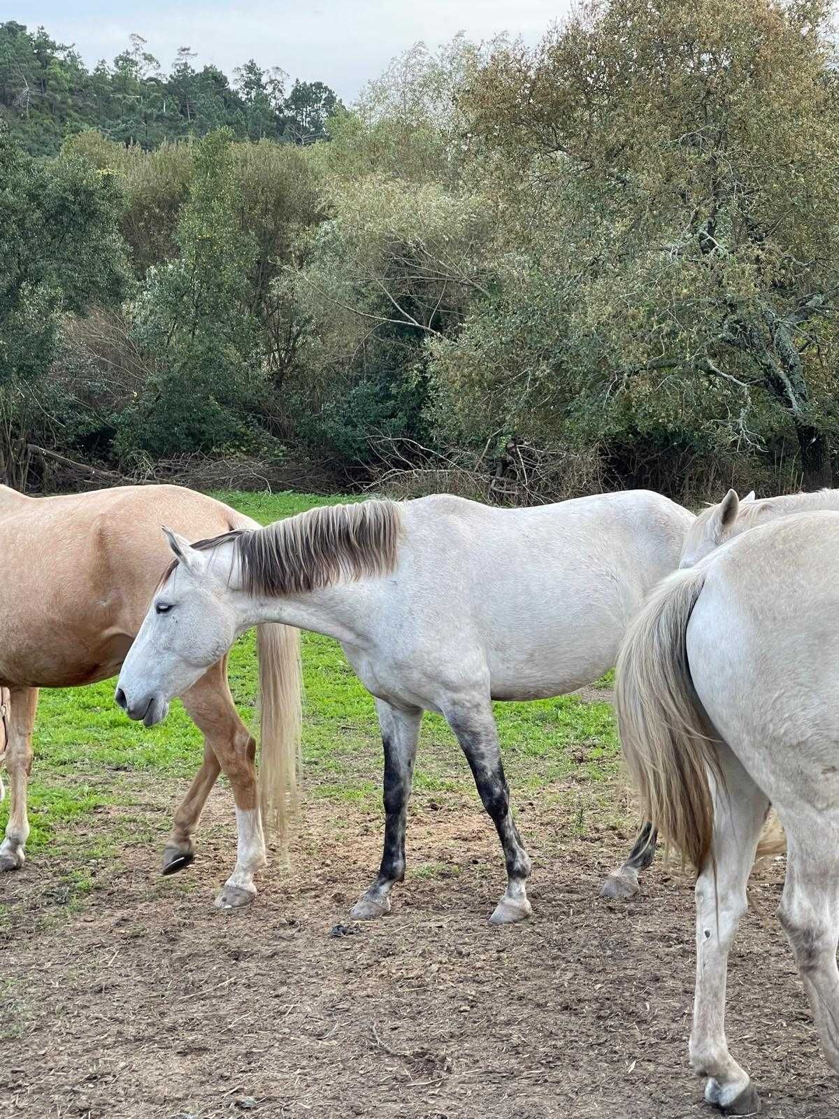 Cavalos e Poldras Lusitanos Montados