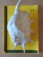 Muszla morska 30 cm