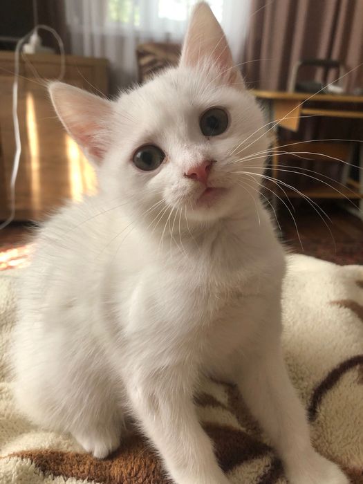 кошеня турецької ангори