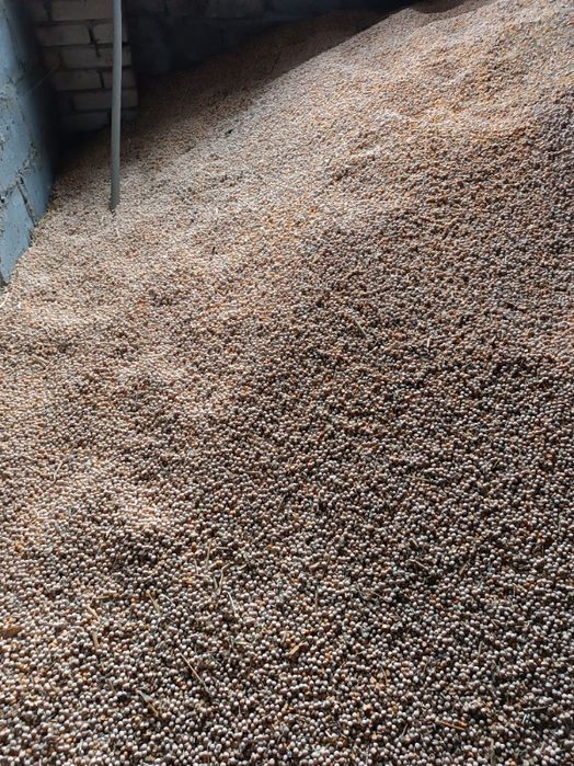 Groch Batuta paszowy