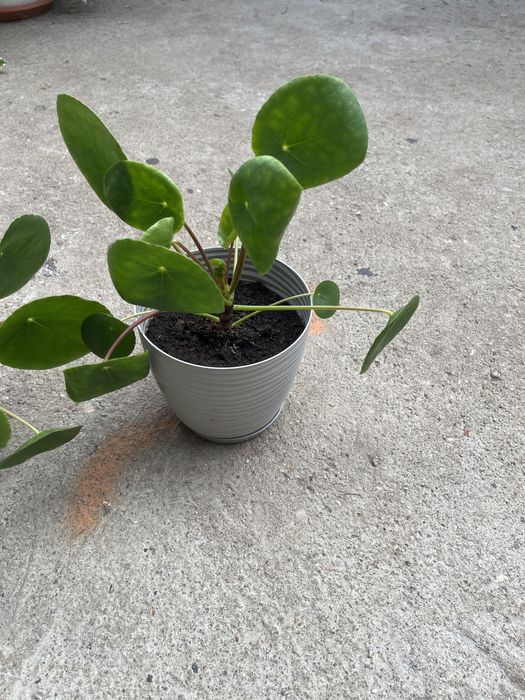 Kwiat domowy pieniążek