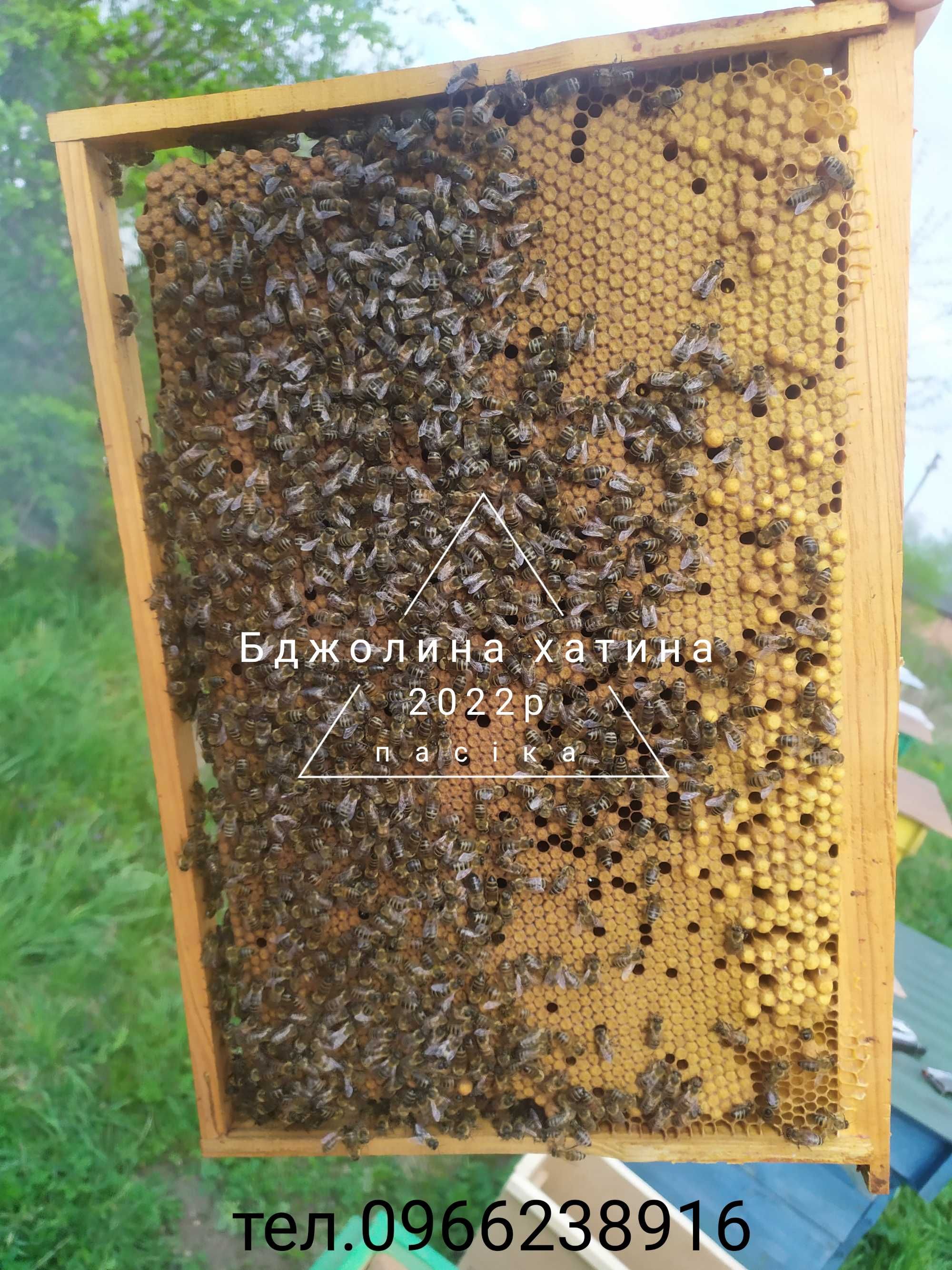 Ящики для бджолопакетів