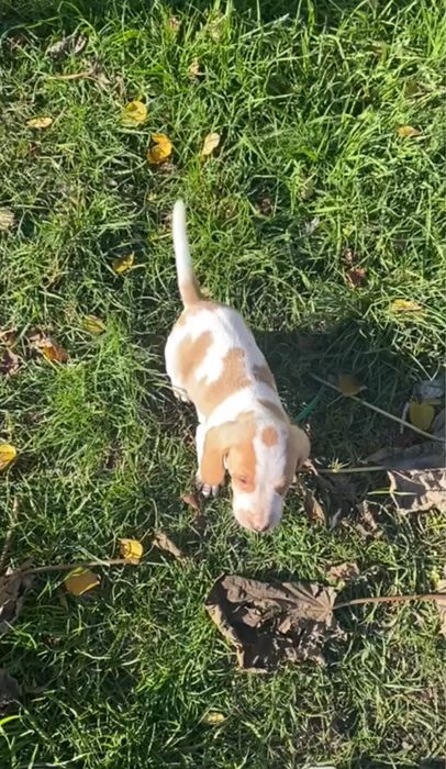 Бигль щенки мальчики и девочки