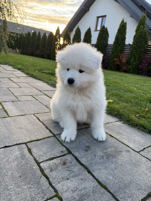 Argo pies - szczeniak Samoyed