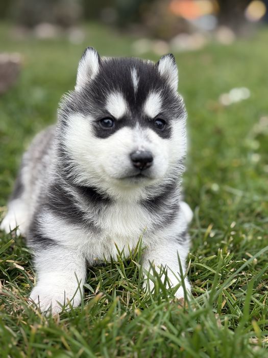 Siberian husky suczka odbior grudzień ZKwP FCI