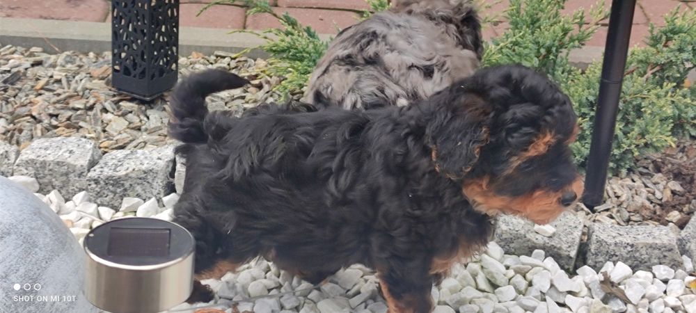 Suczka pudel miniaturowy z metryką