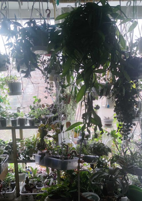 Віддам різні квіти, черенки