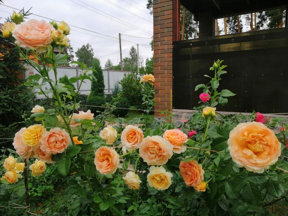 Ірпінь ,вул.Богдана Хмельницького ,13 сот ,ділиться на 2 діл.