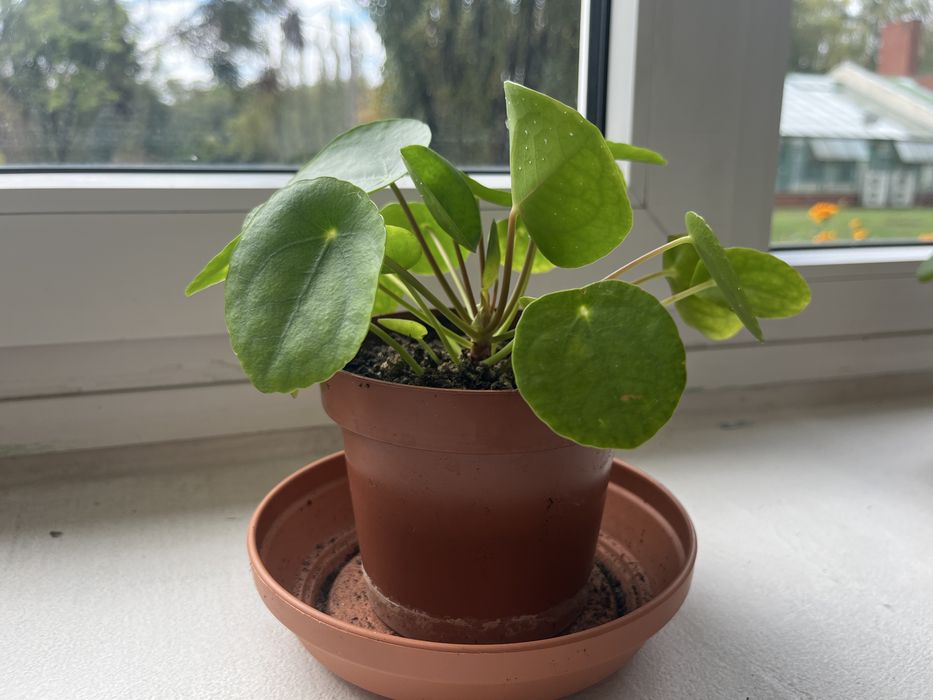 Pilea peperomioides - Pieniążek