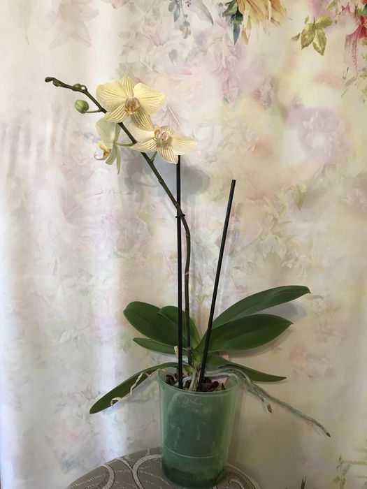 Storczyk kremowo-żółty