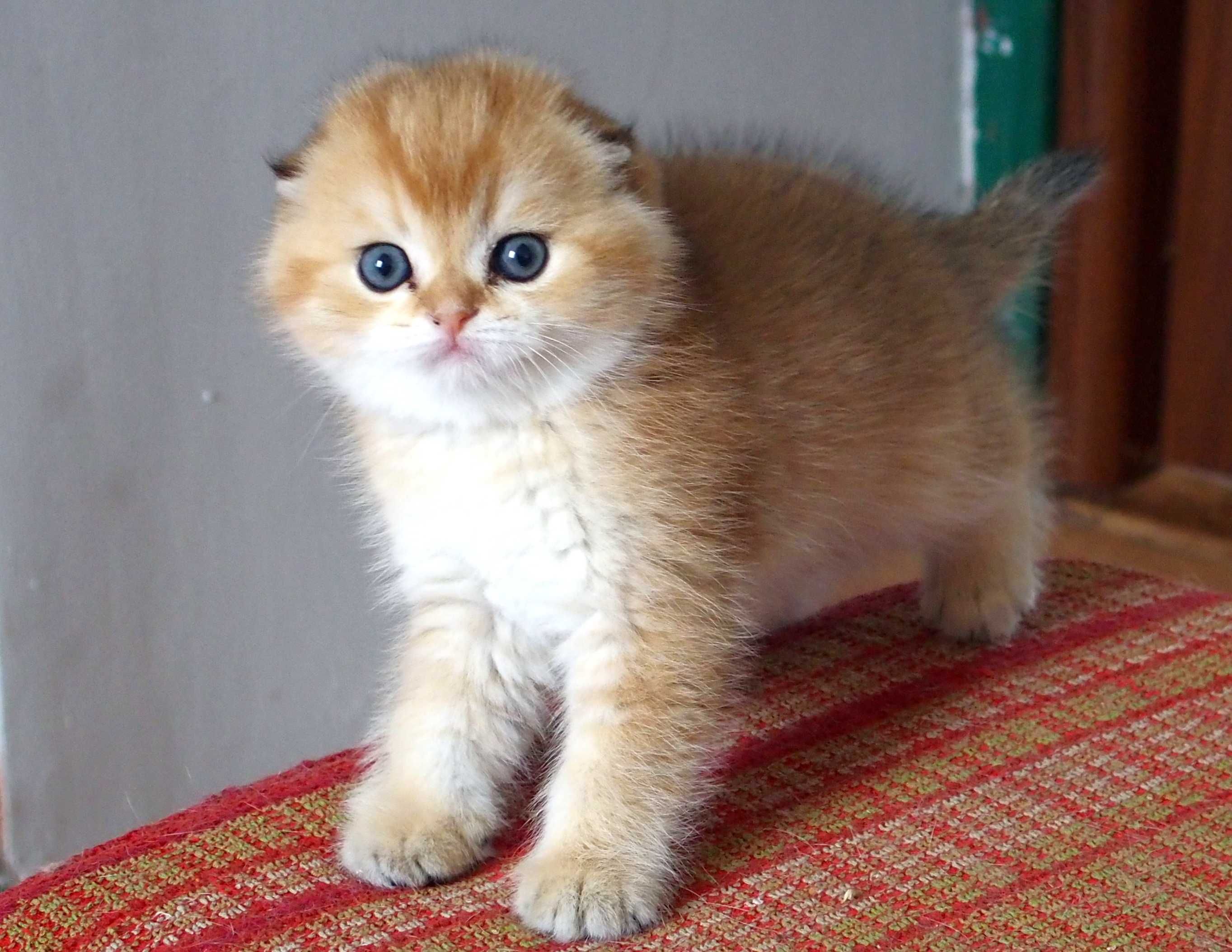 Kot Szkocki Zwisłouchy PZF. WCF Scottish Fold Złota Szynszyla