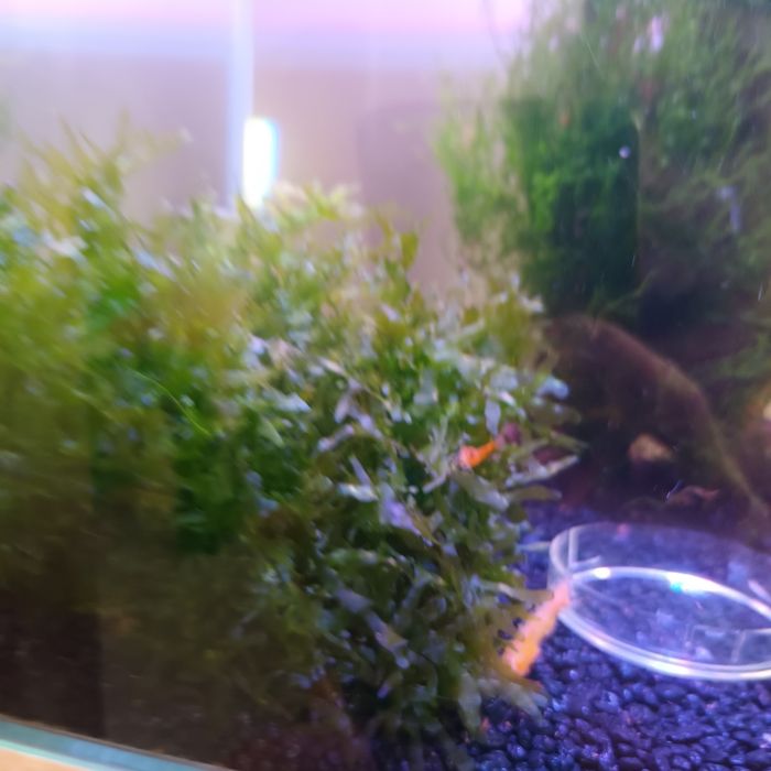 Sprzedam roslinki z przycinki