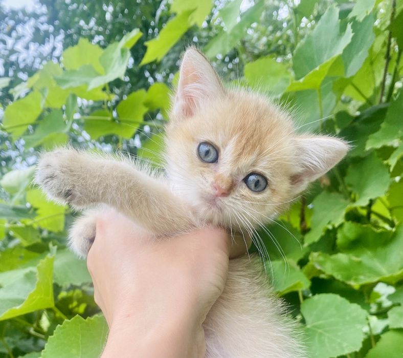 Золота шиншила котик