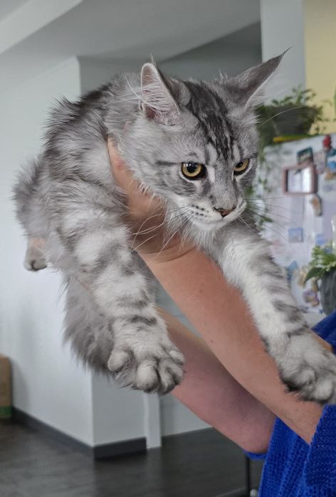 Kocurek maine coon