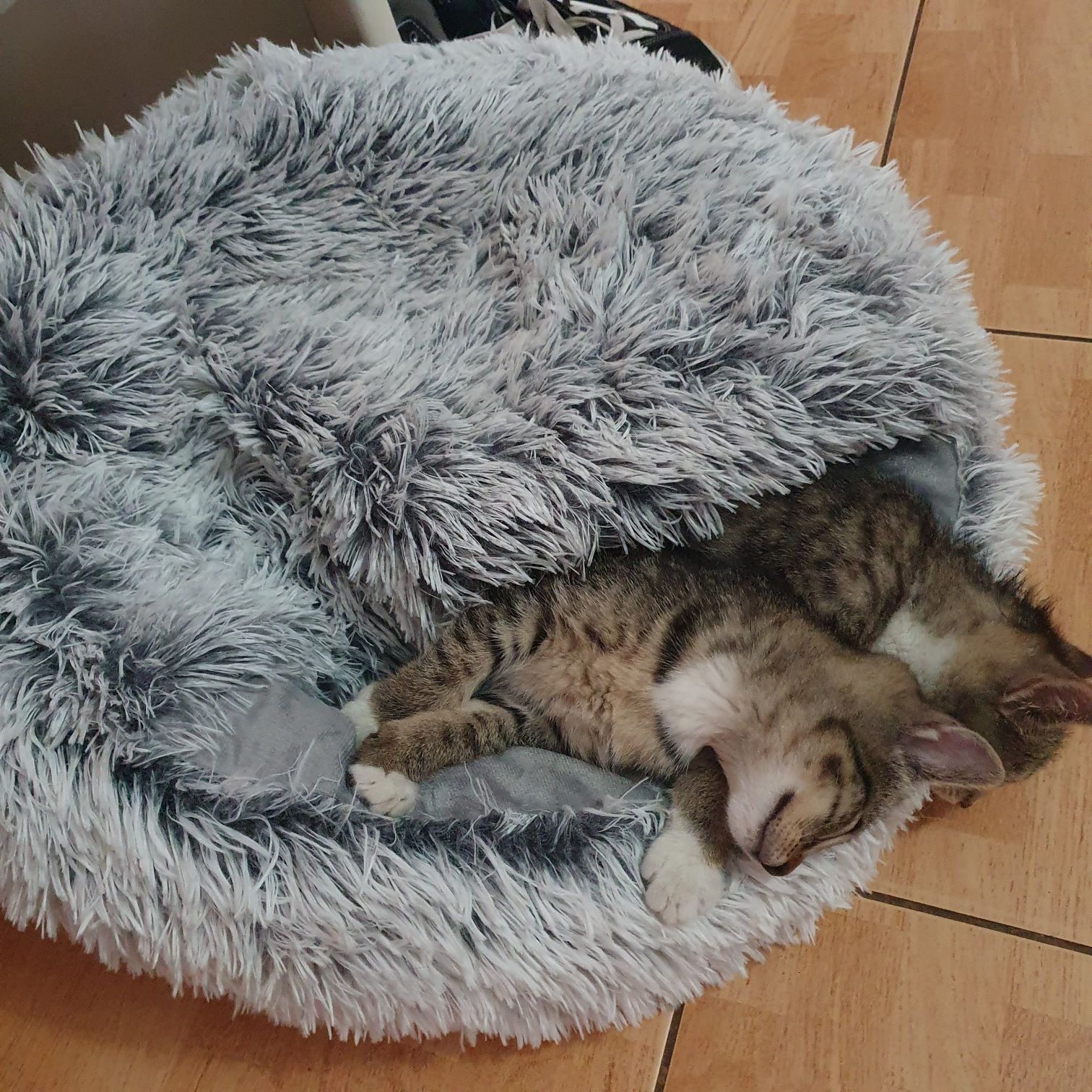 Siostry szukają wspólnego domku