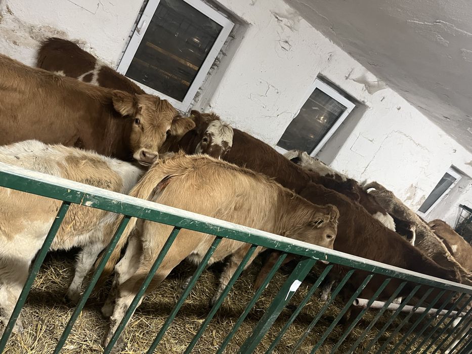 Byki i jalowki 160-200 kg