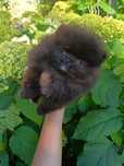 Szpic miniaturowy pomeranian reproduktor czarny