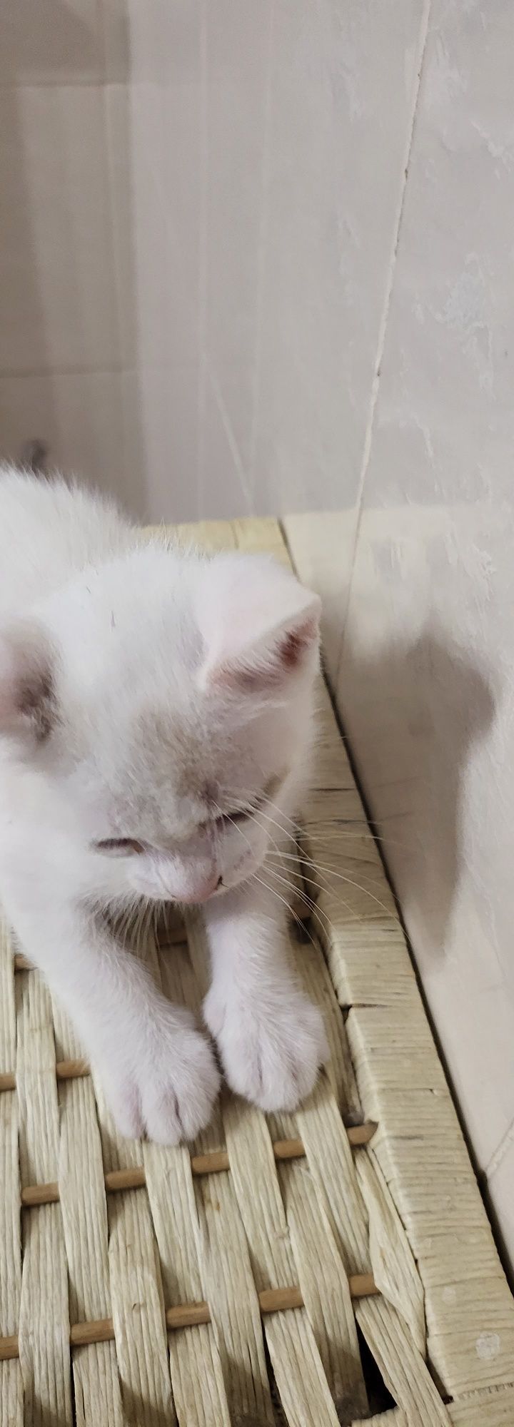 Gatinha para adoção ⁷