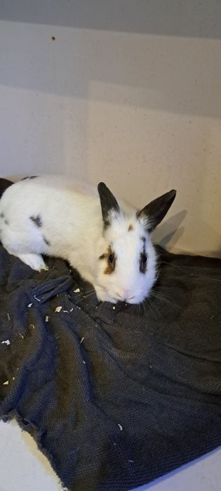 Parka Krolikow Miniaturek