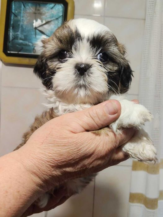 Красивый мальчик ши - тцу.