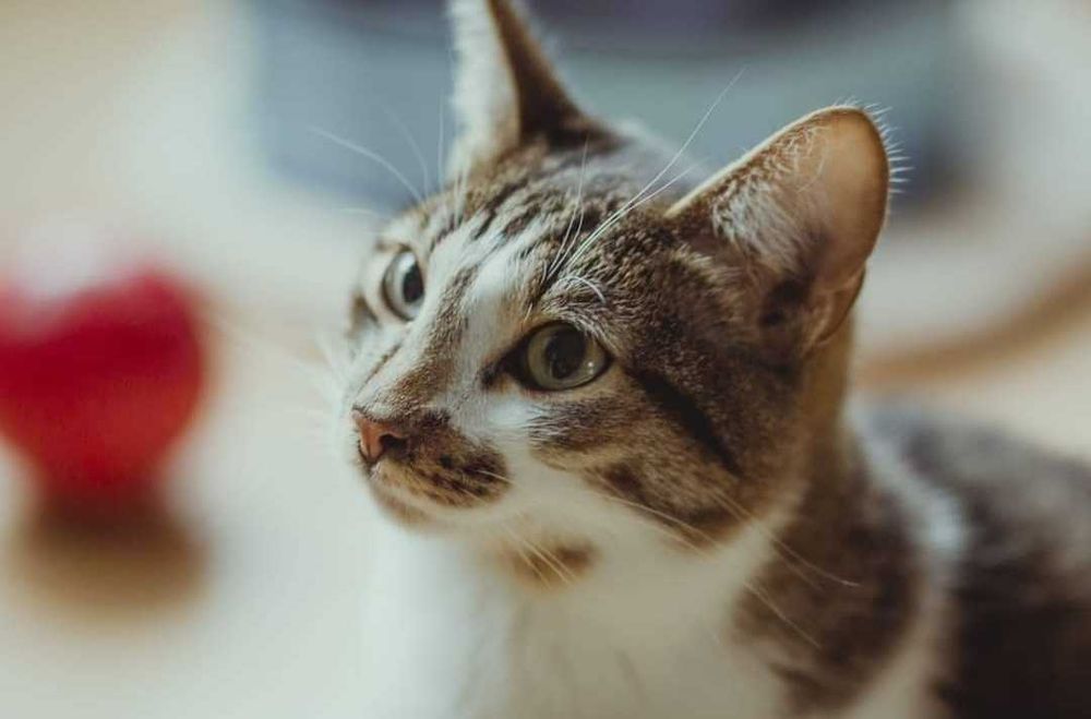 Nieśmiały kocurek o pięknym umaszczeniu już 2 lata czeka na dom :/